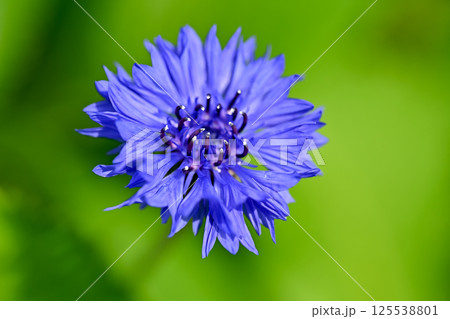 ヤグルマギク 125538801