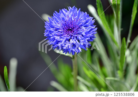 ヤグルマギク ヤグルマギク 125538806