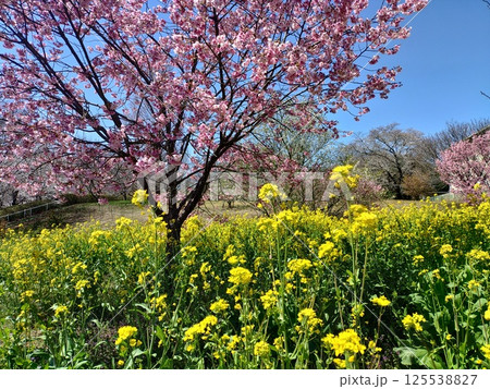 河津桜と菜の花が咲き乱れる春の風景 125538827