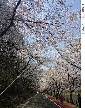 満開の桜の下を歩く 125538831