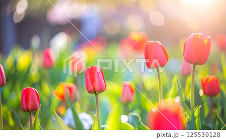 Blooming red tulips in vibrant garden create dreamy atmosphere, enhanced by glowing sunlight and soft bokeh background, evoking sense of tranquility and beauty 125539128