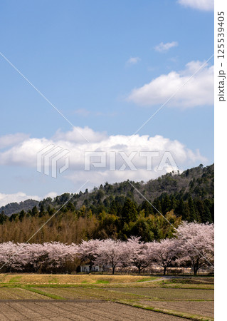 桜咲くころの日本の田舎の情景 125539405