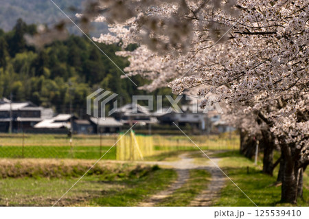 桜咲くころの日本の田舎の情景 桜咲くころの日本の田舎の情景 125539410