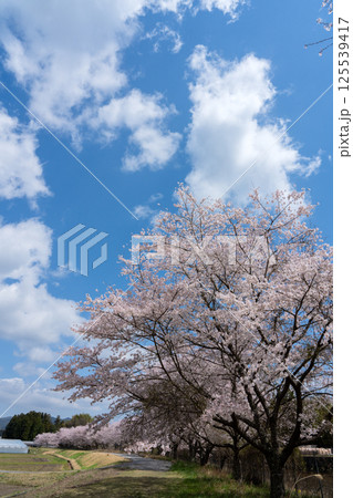 桜咲くころの日本の田舎の情景 125539417
