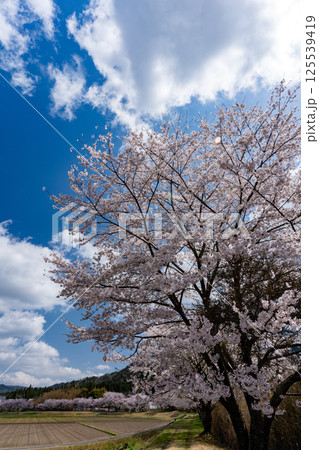 桜咲くころの日本の田舎の情景 125539419