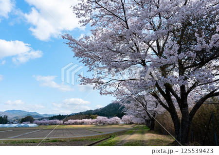 桜咲くころの日本の田舎の情景 桜咲くころの日本の田舎の情景 125539423