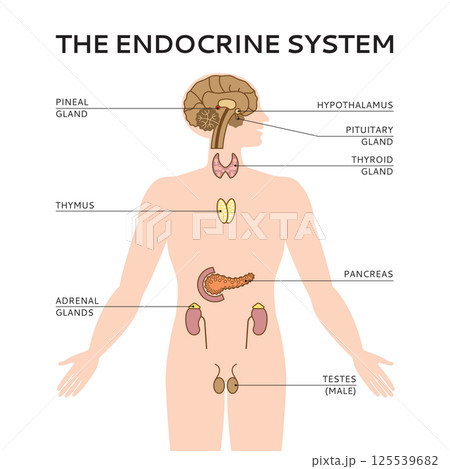 Schematic colorful vector illustration of male endocrine system 125539682