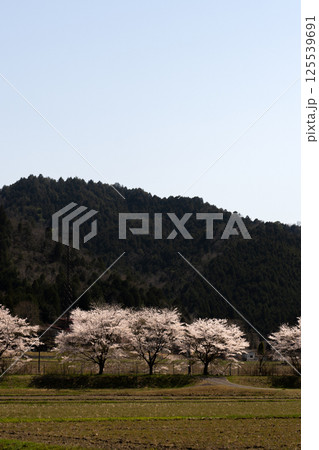 古里の桜のイメージ 古里の桜のイメージ 125539691