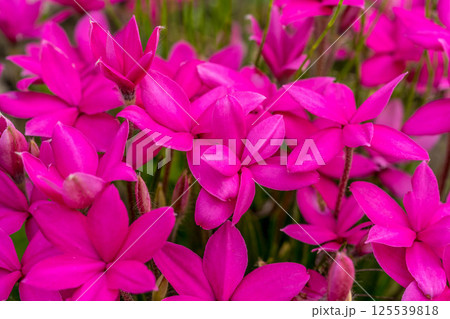 5月の彩り～ロードヒポキシス～ 125539818