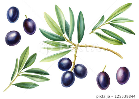 Watercolor olive branch with green leaves and black olives isolated botanical illustration food nature clipart 125539844