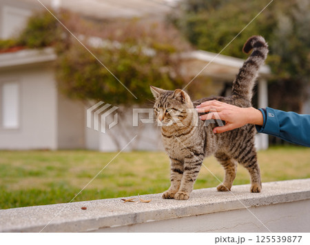 Street cats of Turkey country 125539877