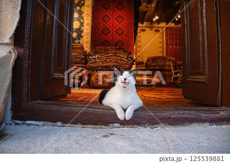 Street cats of Turkey country 125539881