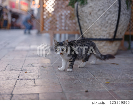 Street cats of Turkey country Street cats of Turkey country 125539896