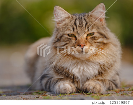 Street cats of Turkey country Street cats of Turkey country 125539897