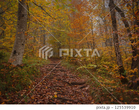 Plitvice Lakes in Croatia during autumn 125539910