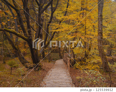 Plitvice Lakes in Croatia during autumn 125539912