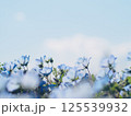 青空の下のネモフィラ 125539932