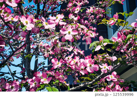 春4月に咲いた満開のピンクのハナミズキの花 125539996