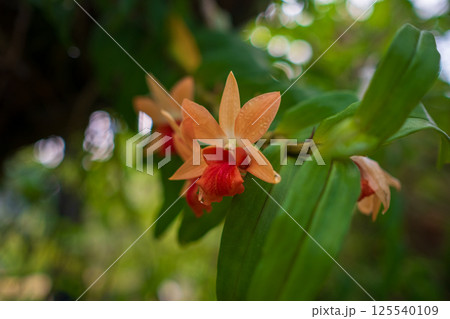 walk in Perdana Botanical Garden, Kuala Lumpur , Malaysia 125540109