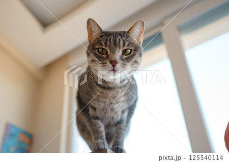 Cat sitting on a work desk 125540114