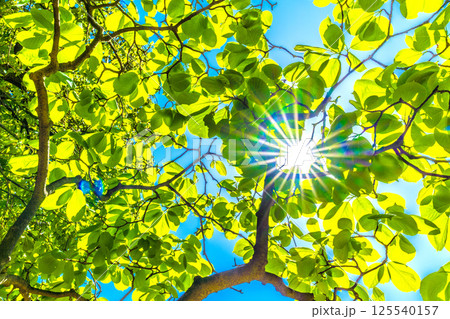 日本の横浜都市景観 希望の光…新緑のハクモクレン。エコロジー、高潔な心、自然への愛などのイメージ… 125540157