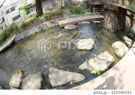 都市のサクラ 125540191