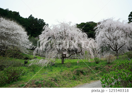 市川家の桜　大樹 125540318