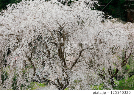 市川家の桜 大樹 市川家の桜 大樹 125540320