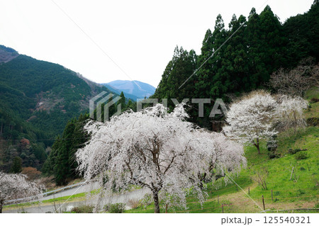 市川家の桜　大樹 125540321