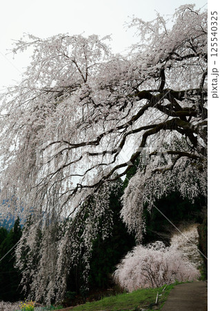 市川家の桜　大樹 125540325