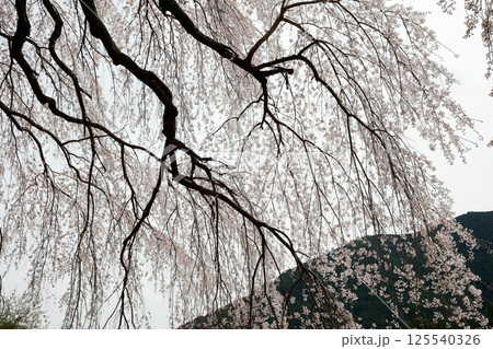 市川家の桜　大樹 125540326