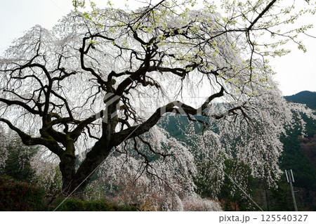 市川家の桜　大樹 125540327