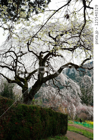 市川家の桜　大樹 125540329