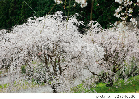市川家の桜　大樹 125540330