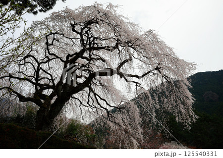 市川家の桜　大樹 125540331