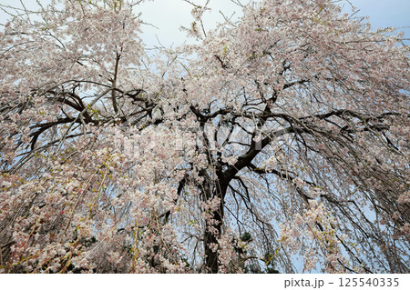 市川家の桜 大樹 市川家の桜 大樹 125540335