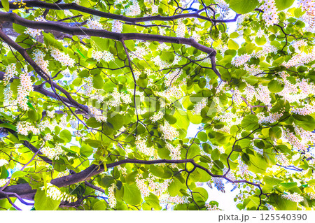 日本の横浜都市景観 緑と白が映えるハクウンボク(白雲木)…。花言葉は壮大、愛の旅、朗らかな人=27日 日本の横浜都市景観 緑と白が映えるハクウンボク(白雲木)…。花言葉は壮大、愛の旅、朗らかな人=27日 125540390
