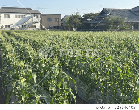 トウモロコシ畑 125540405