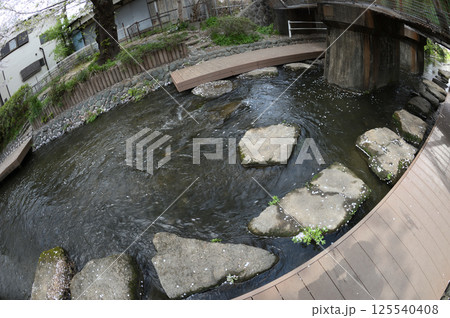 都市のサクラ 125540408