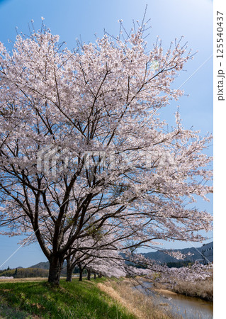 古里と桜のイメージ 125540437