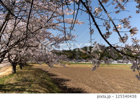 古里と桜のイメージ 125540438