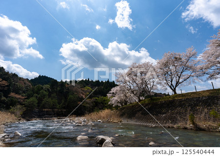 春の鮎川堤防に咲く桜と春の空 春の鮎川堤防に咲く桜と春の空 125540444