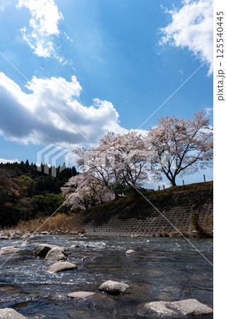 春の鮎川堤防に咲く桜 春の鮎川堤防に咲く桜 125540445