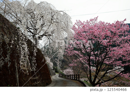 大石家の桜 125540466