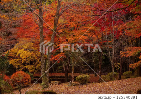紅葉 紅葉 125540891