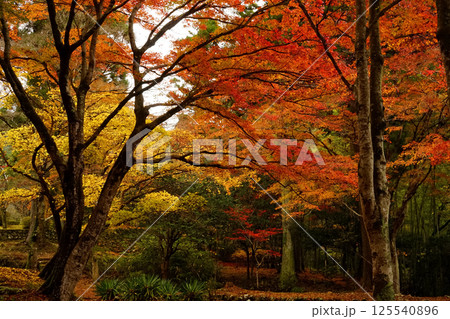 紅葉 125540896