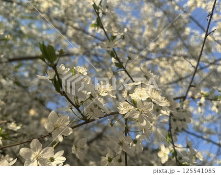White Apple  Blossoms Against Clear Blue Sky 125541085