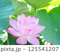 花開いたピンクの蓮の花 125541207