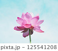 青空に向かって咲く蓮の花 125541208