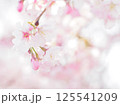 垂れ下がる安行寒桜 125541209